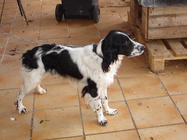 [Adopté] ----------- Epagneul 2 ans (13) Erwing10