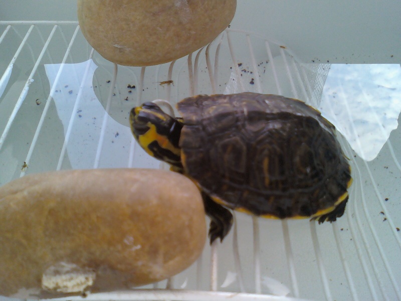 Help ! tortue trouvée en pas tres bonne etat 09061410