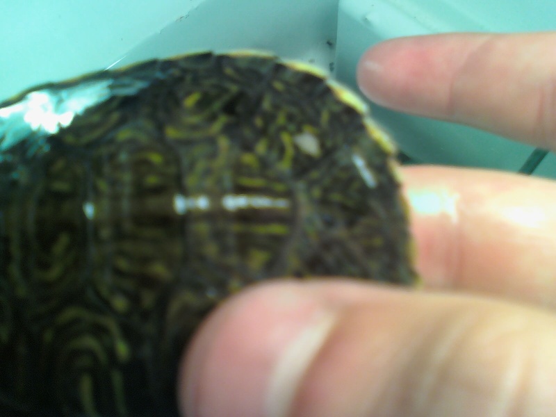 Help ! tortue trouvée en pas tres bonne etat 09061512