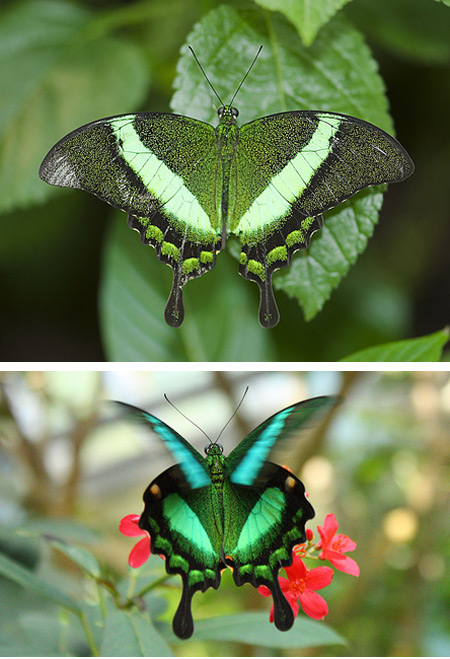Những loài bướm lạ 610
