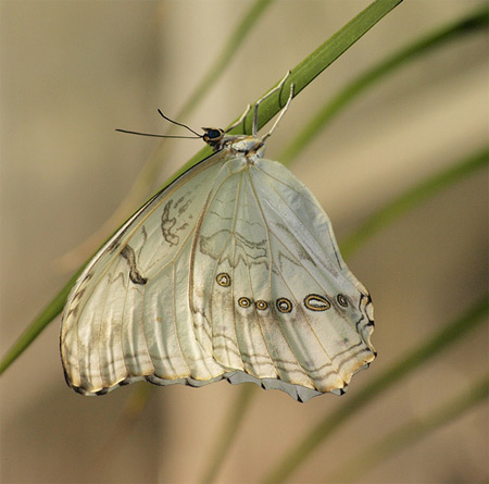 Những loài bướm lạ 810