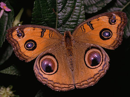 Những loài bướm lạ 910