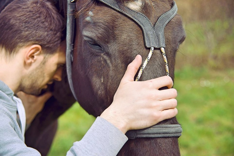 Masseur Equin et Canin - Page 2 30414710