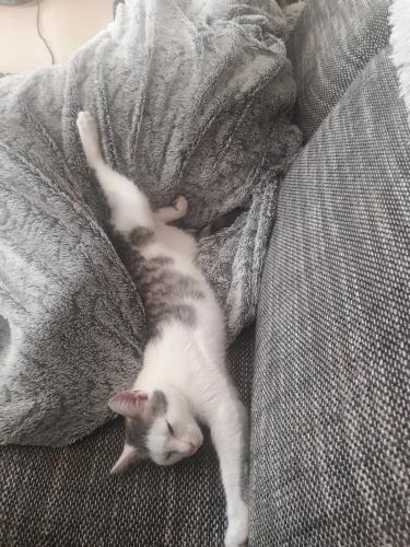 Kory (ex Olaf) né en juin 2017, chaton gris et blanc O10