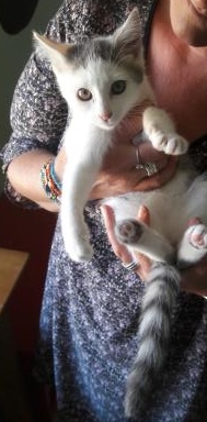 Kory (ex Olaf) né en juin 2017, chaton gris et blanc Olaf10