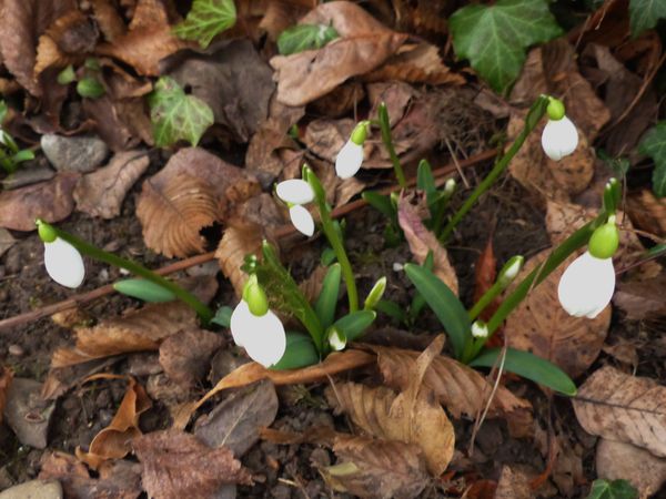 Galanthus (bis) Rizehe11