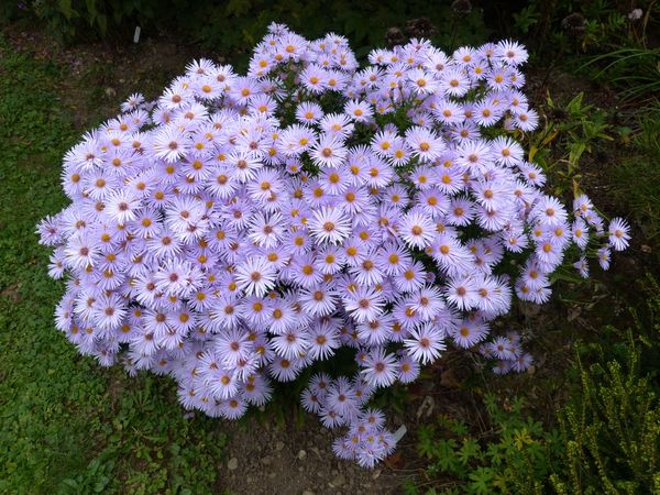 Portrait de septembre:Aster dumosus 'Prof. Anton Kippenberg' Silber10