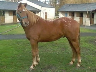 SUNNY quarter/apaloosa de 4 ans HONGRE adopté le 03.04.10 Sunny110