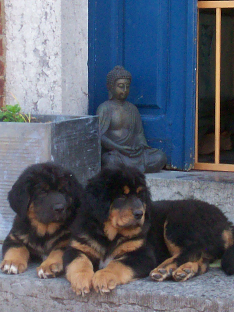 Dogue du Tibet - Page 8 100_6610