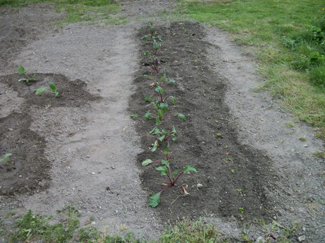 au Potager (jardin ouvrier) ... - Page 2 00343