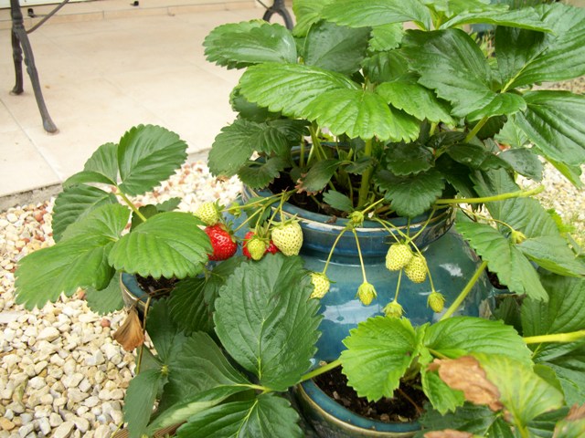 au Potager (jardin ouvrier) ... 00451