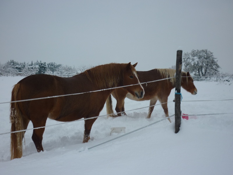 Un peu de neige Neige_14