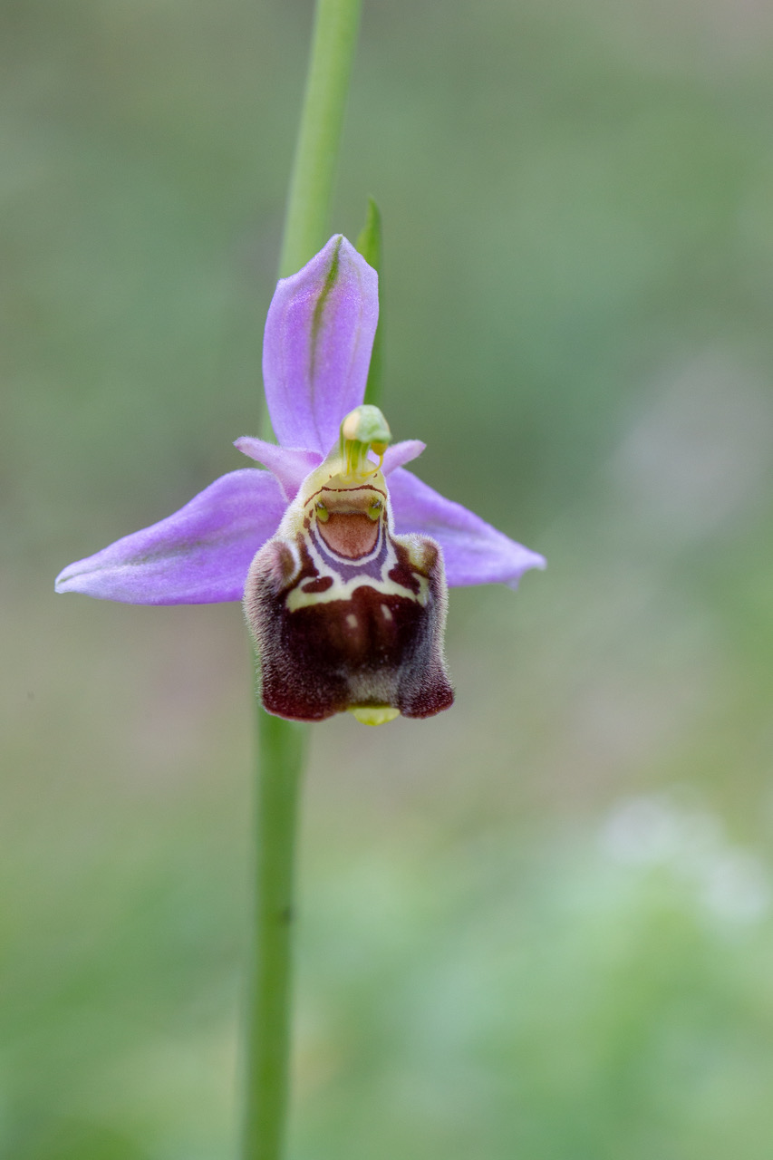 O. Aegirtica et ses hybrides (Lot & Garonne) Ophrys18