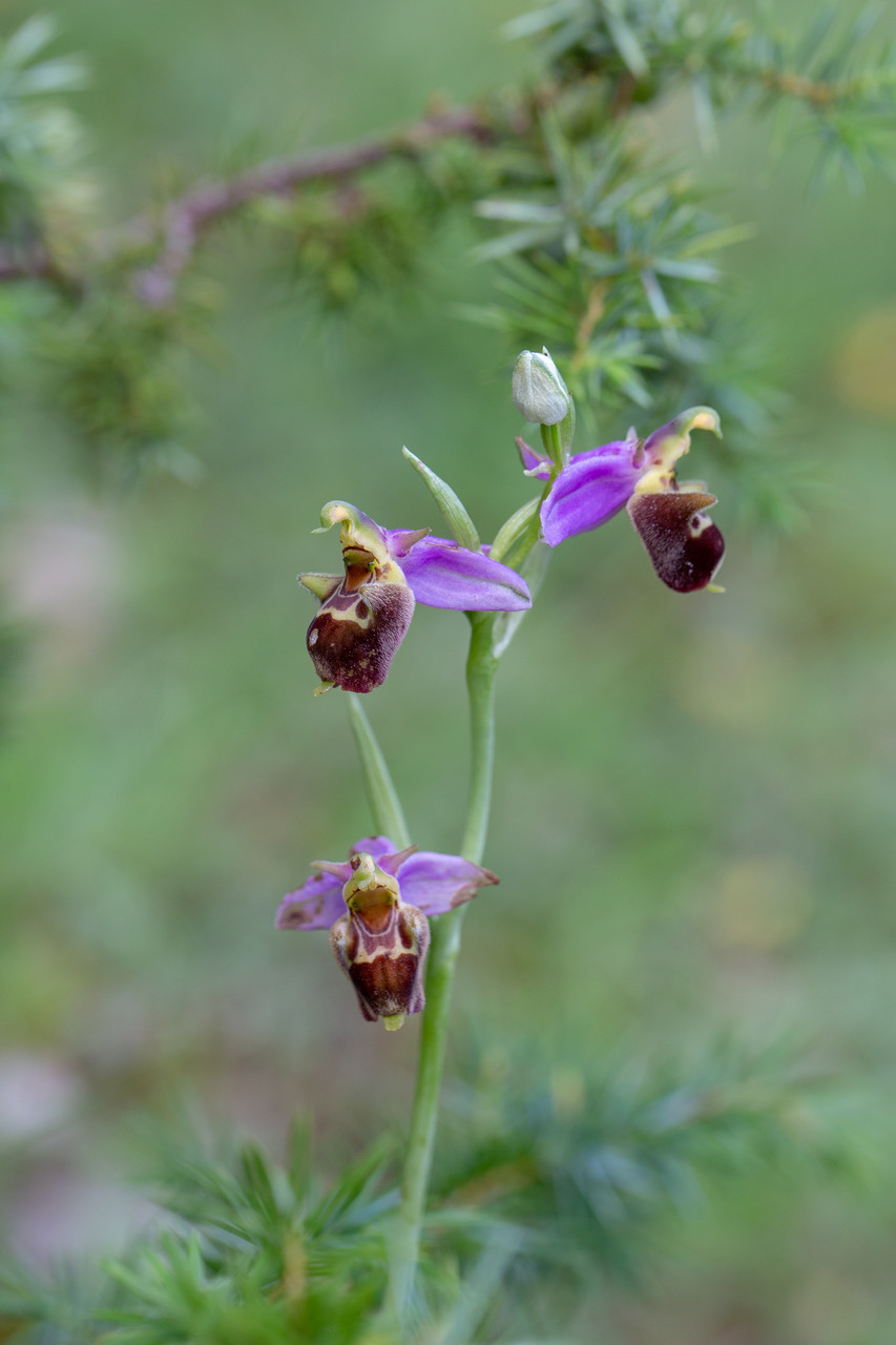 O. Aegirtica et ses hybrides (Lot & Garonne) Ophrys19