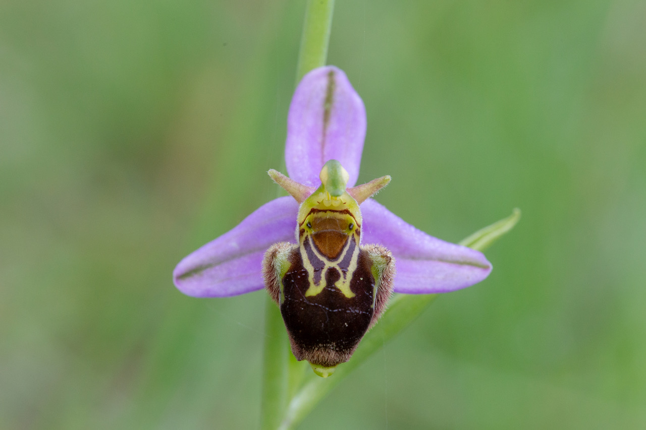 O. Aegirtica et ses hybrides (Lot & Garonne) Ophrys21