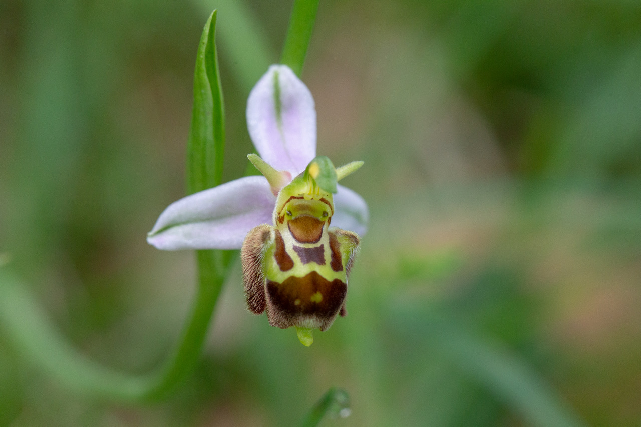 O. Aegirtica et ses hybrides (Lot & Garonne) Ophrys23