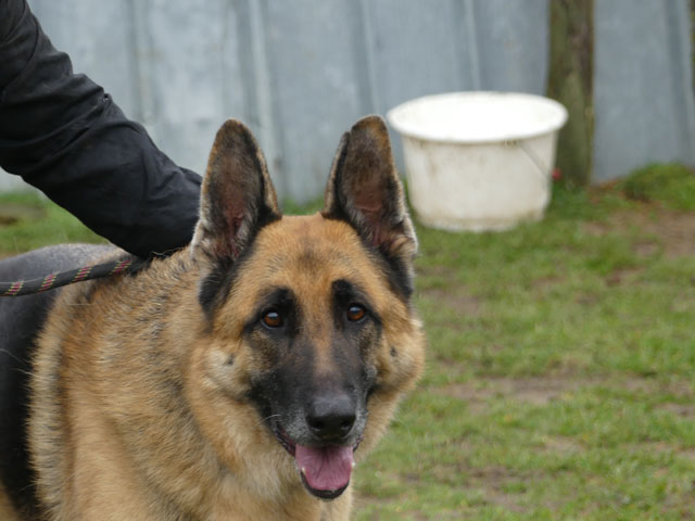 ENZO (Berger Allemand) Enzo10