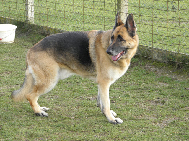 ENZO (Berger Allemand) Enzo210