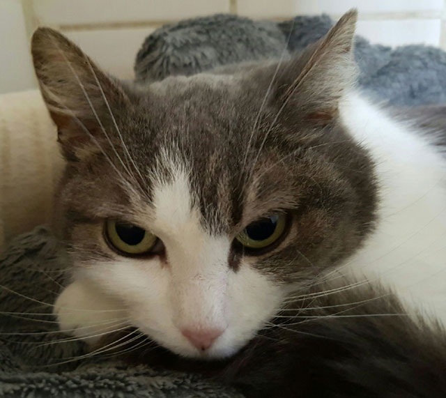 NOISETTE (Bleue et blanche) - FIV+ Noiset14