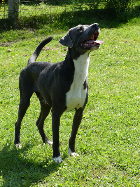 PATO (Retriever croisé Cane Corso) Pato510