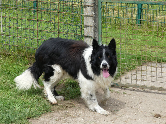 ROUBLARD (Border Collie) Roubla15