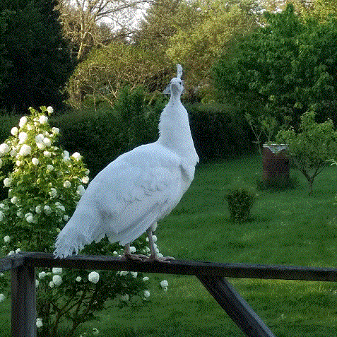 paonneau blanc Leon210