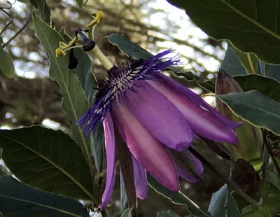 Passiflora x 'Lavender Lady' Img_1010