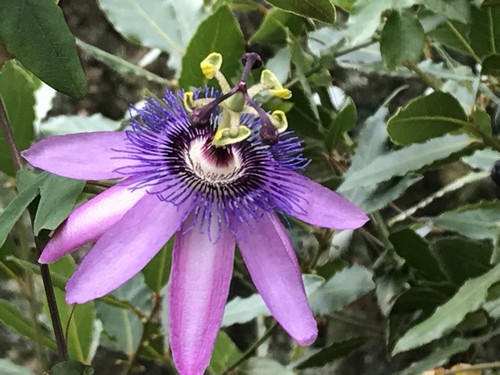 Passiflora x 'Lavender Lady' Img_1011