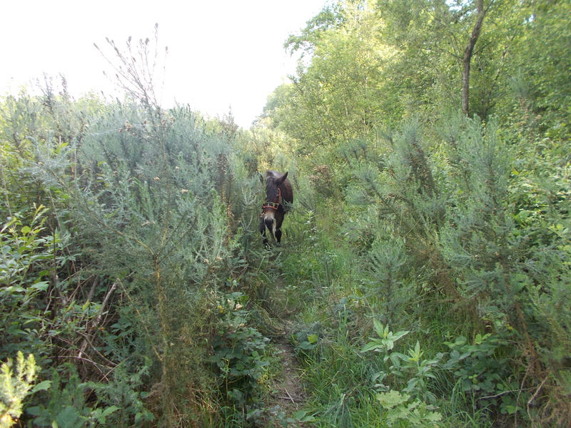 les chemins ont perdu les mulets, et les hommes. Dscn1311