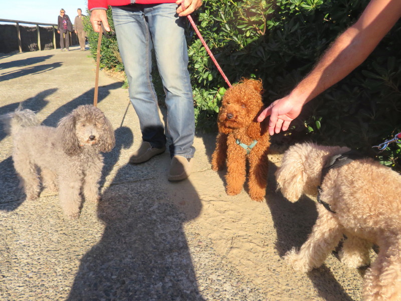 Rencontres canines qui vous interpellent Img_5510