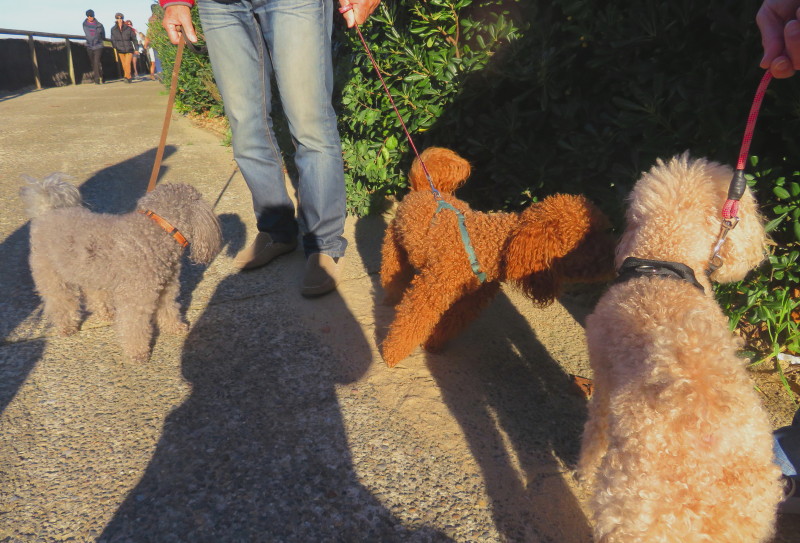 Rencontres canines qui vous interpellent Img_5512