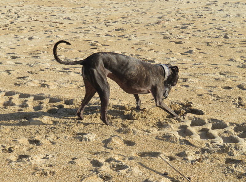 Rencontres canines qui vous interpellent Img_6411