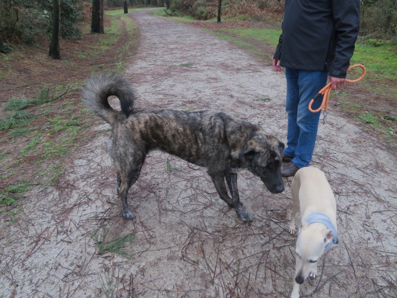 Rencontres canines qui vous interpellent  Img_6815