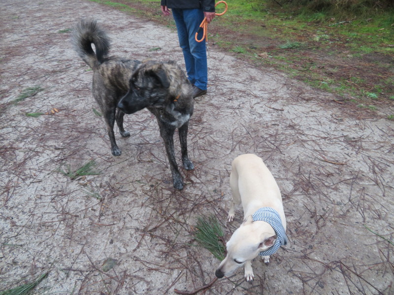 Rencontres canines qui vous interpellent Img_6816