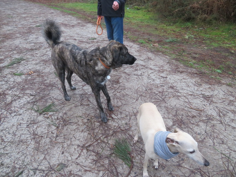 Rencontres canines qui vous interpellent Img_6817