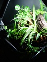 Paludarium de 60L cubique (nouvelles photos) 810