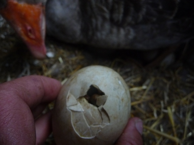 ça y'est ça casse les coquilles!!! Poule122