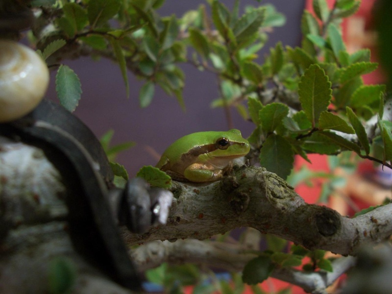 5 años de evolución en Ulmus Parvifolia Acodo_12