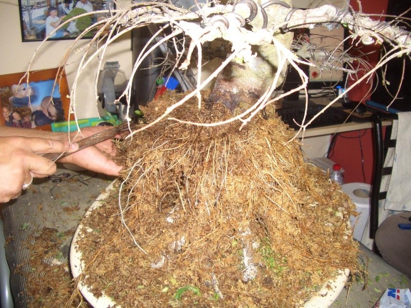 5 años de evolución en Ulmus Parvifolia Acodo_15