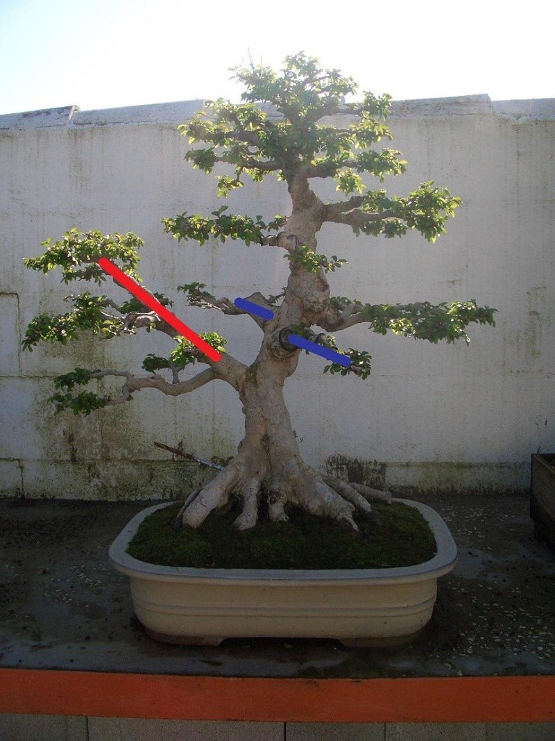 5 años de evolución en Ulmus Parvifolia Bonsai19