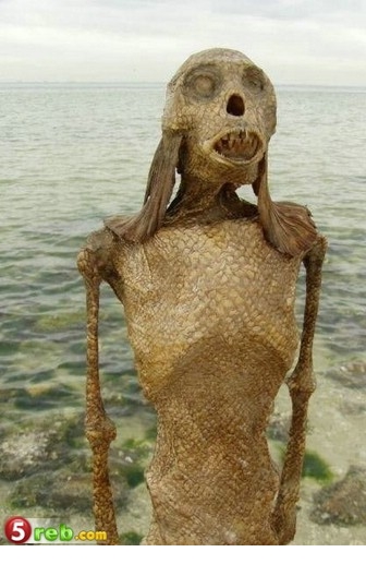  مخلوق غريب على احد الشواطئ الاسترالية Imag1031