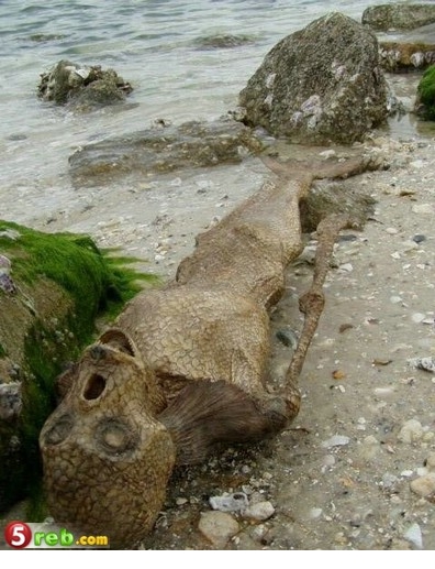  مخلوق غريب على احد الشواطئ الاسترالية Imag1032