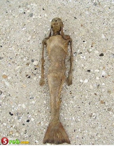  مخلوق غريب على احد الشواطئ الاسترالية Imag1034