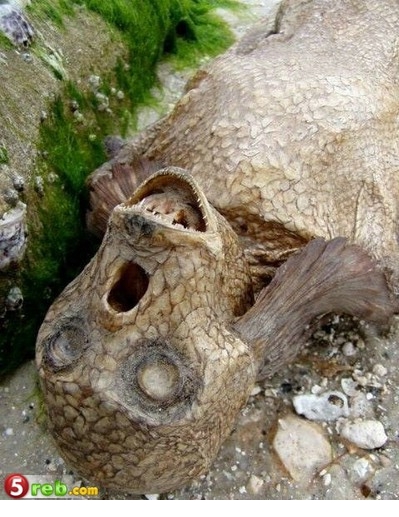  مخلوق غريب على احد الشواطئ الاسترالية Imag1035