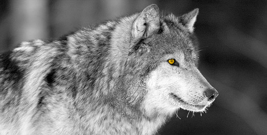الذئب .... من أشرس واجمل الحيوانات Image028