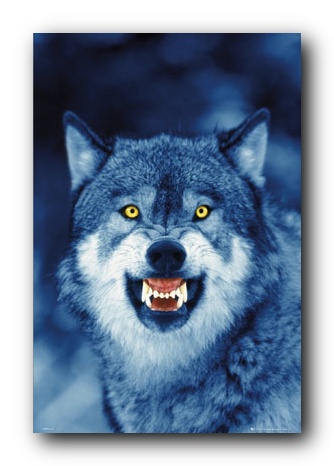 الذئب .... من أشرس واجمل الحيوانات Image029
