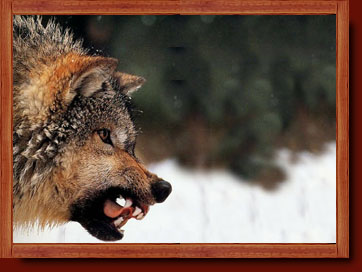 الذئب .... من أشرس واجمل الحيوانات Image033