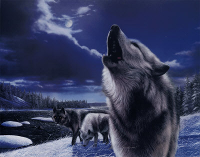 الذئب .... من أشرس واجمل الحيوانات Image035