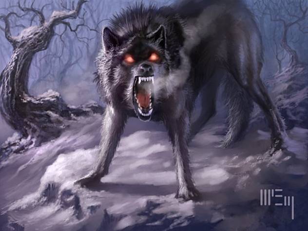 الذئب .... من أشرس واجمل الحيوانات Image036