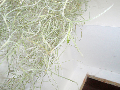 tillandsia usnéoide 11854510